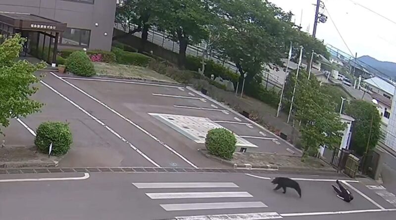 Japon : Un ours « extrêmement intelligent » ne terrorise pas Fukushima
