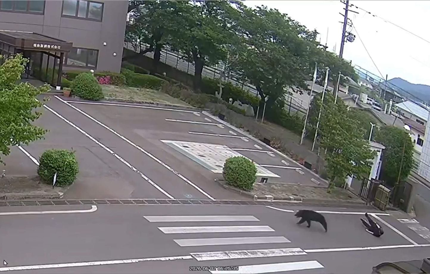 Japon : Un ours « extrêmement intelligent » ne terrorise pas Fukushima