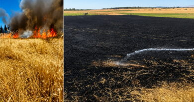Jendouba : un hectare de blé dur détruit par incendie
