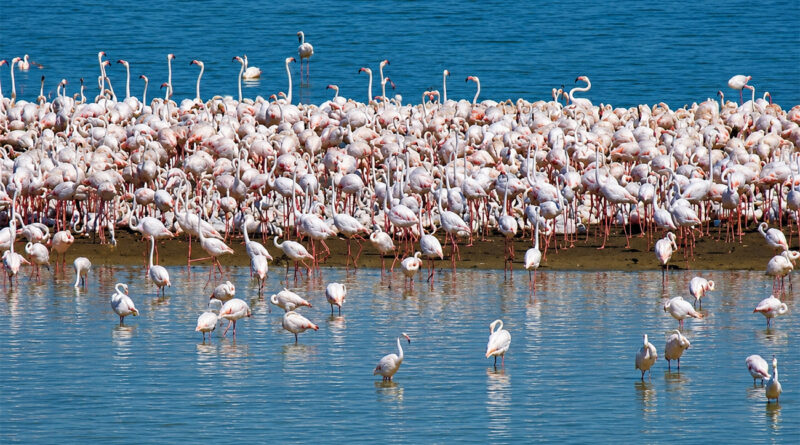 Lac d'Ichkeul : première observation de la nidification du flamant rose