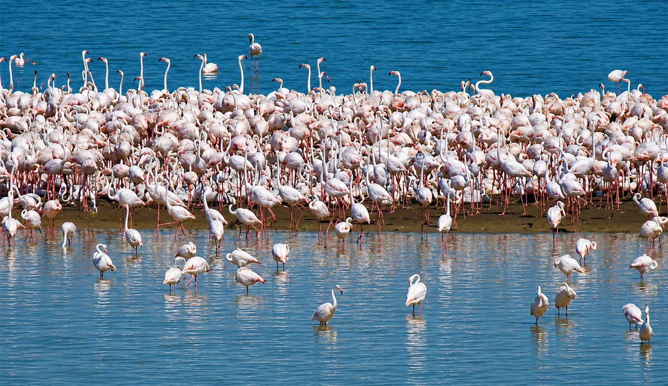 Lac d'Ichkeul : première observation de la nidification du flamant rose
