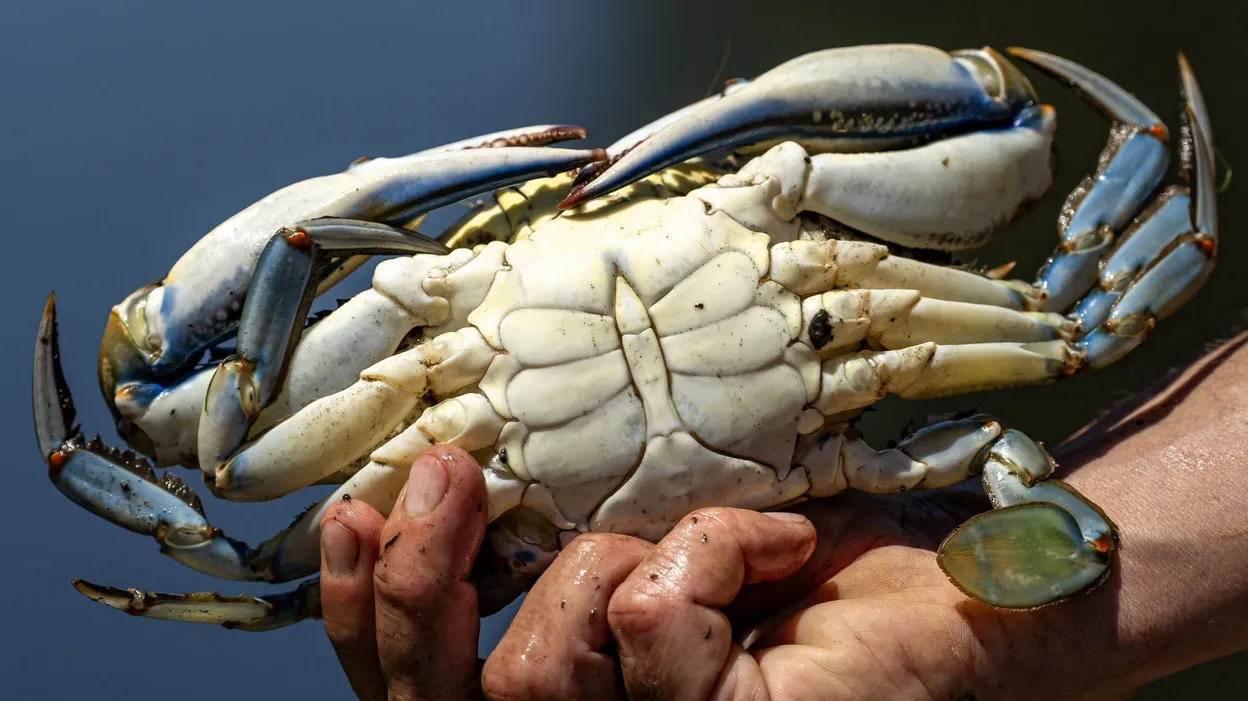 Méditerranée : savourer le crabe bleu pour ne pas le contrôler.