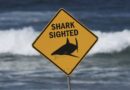 Miracle en Australie : une semaine après l'attaque d'un requin, elle sort du coma.