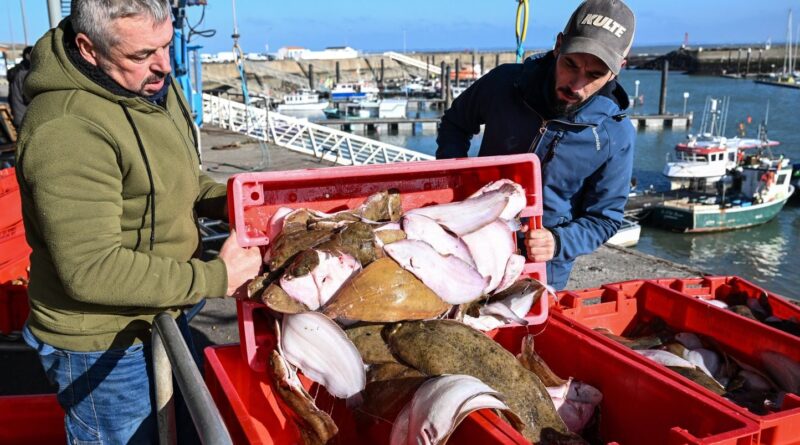 Pêche : La justice impose à l'État un plan d'actions pour les cétacés du golfe de Gascogne