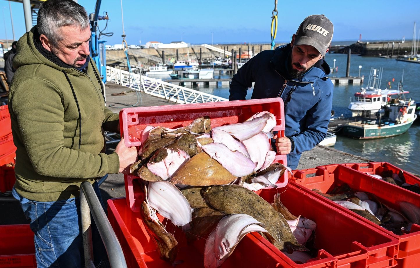 Pêche : La justice impose à l'État un plan d'actions pour les cétacés du golfe de Gascogne