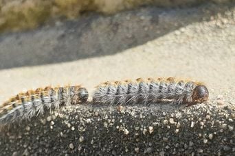 Prurit, œdème, conjonctivite : les chenilles processionnaires ne vous souhaitent pas du bien.