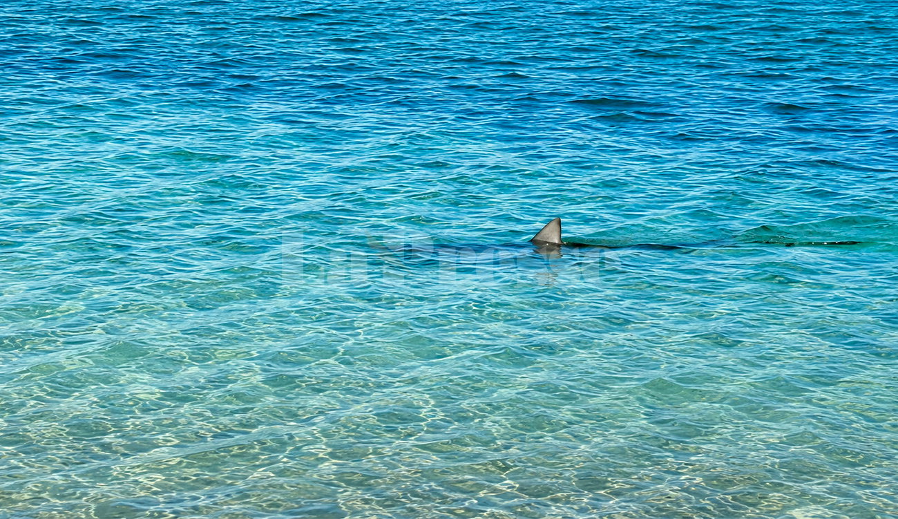 Requin au large de Menzel Temime : éclaircissements sur la vidéo
