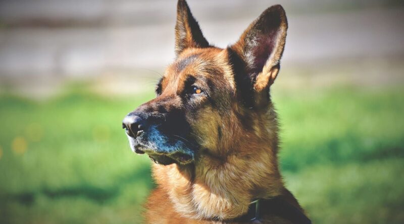 Royaume-Uni : Un bateau sauve un chien dérivant près de deux heures
