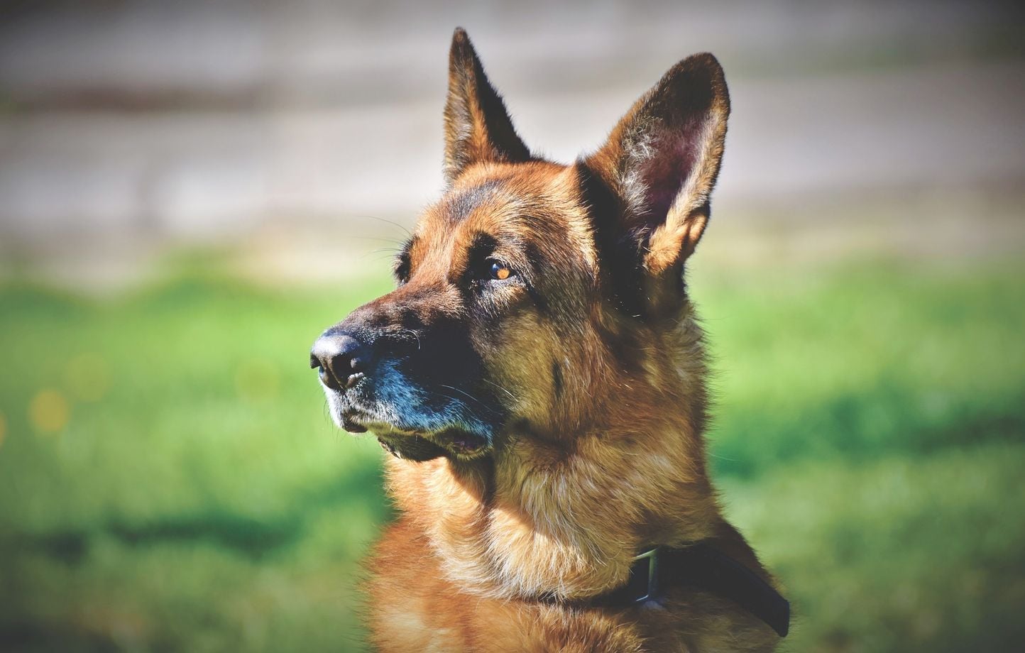 Royaume-Uni : Un bateau sauve un chien dérivant près de deux heures