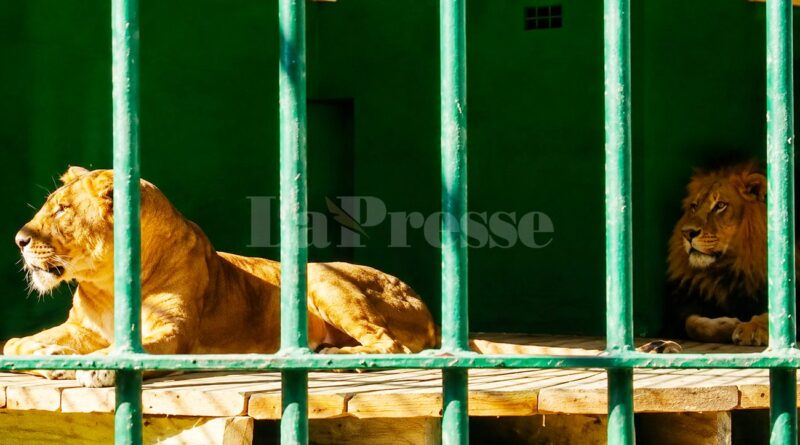 Sfax : crocodiles et lions intègrent le Jardin Ettouta