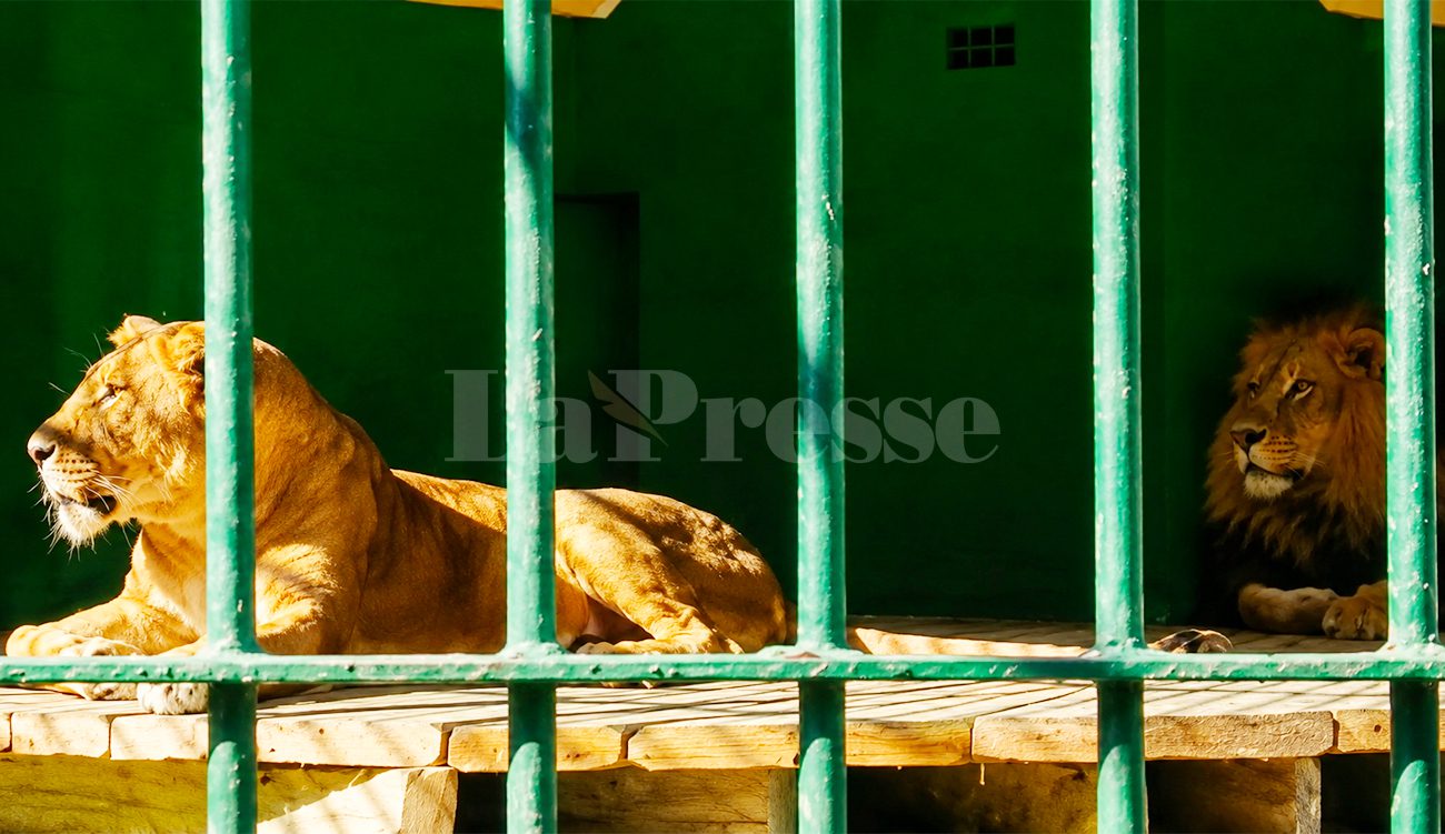 Sfax : crocodiles et lions intègrent le Jardin Ettouta