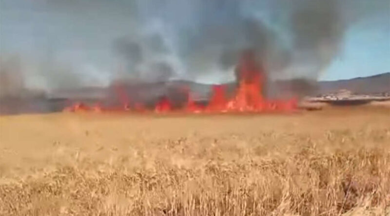 Tunisie : les agriculteurs ne reçoivent pas d’indemnisation pour les incendies