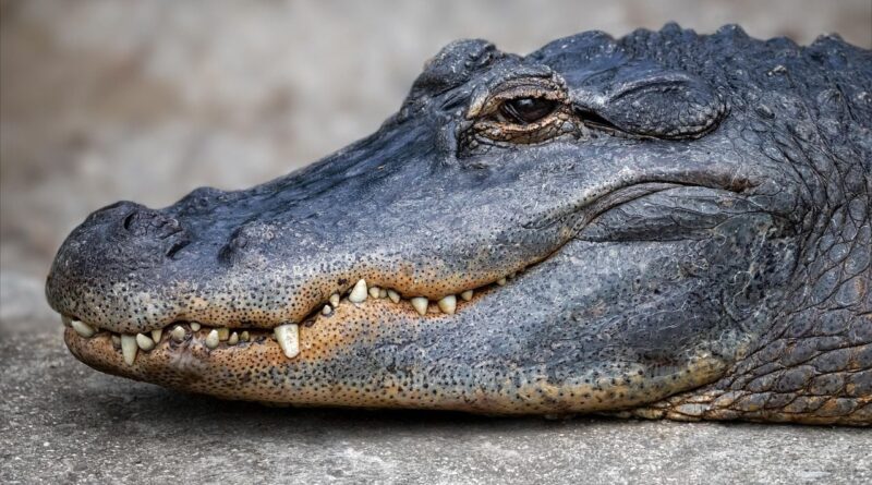Un automobiliste alcoolisé attaqué par un alligator aux États-Unis.