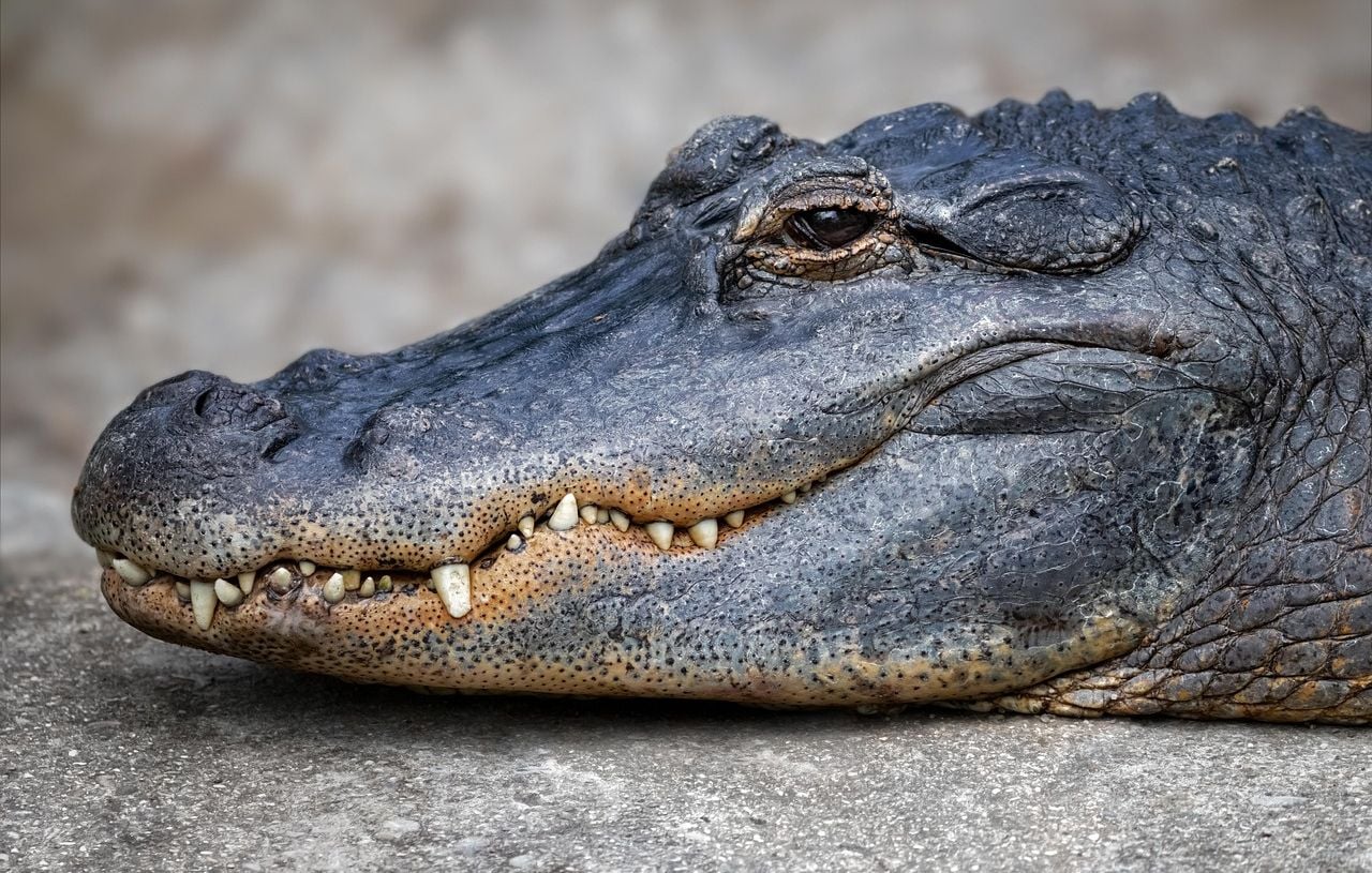 Un automobiliste alcoolisé attaqué par un alligator aux États-Unis.