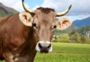 Un randonneur héliporté en urgence après attaque d'une vache dans les Pyrénées catalanes