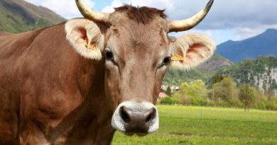Un randonneur héliporté en urgence après attaque d'une vache dans les Pyrénées catalanes