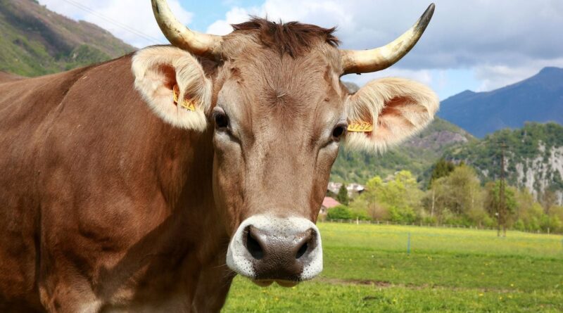 Un randonneur héliporté en urgence après attaque d'une vache dans les Pyrénées catalanes