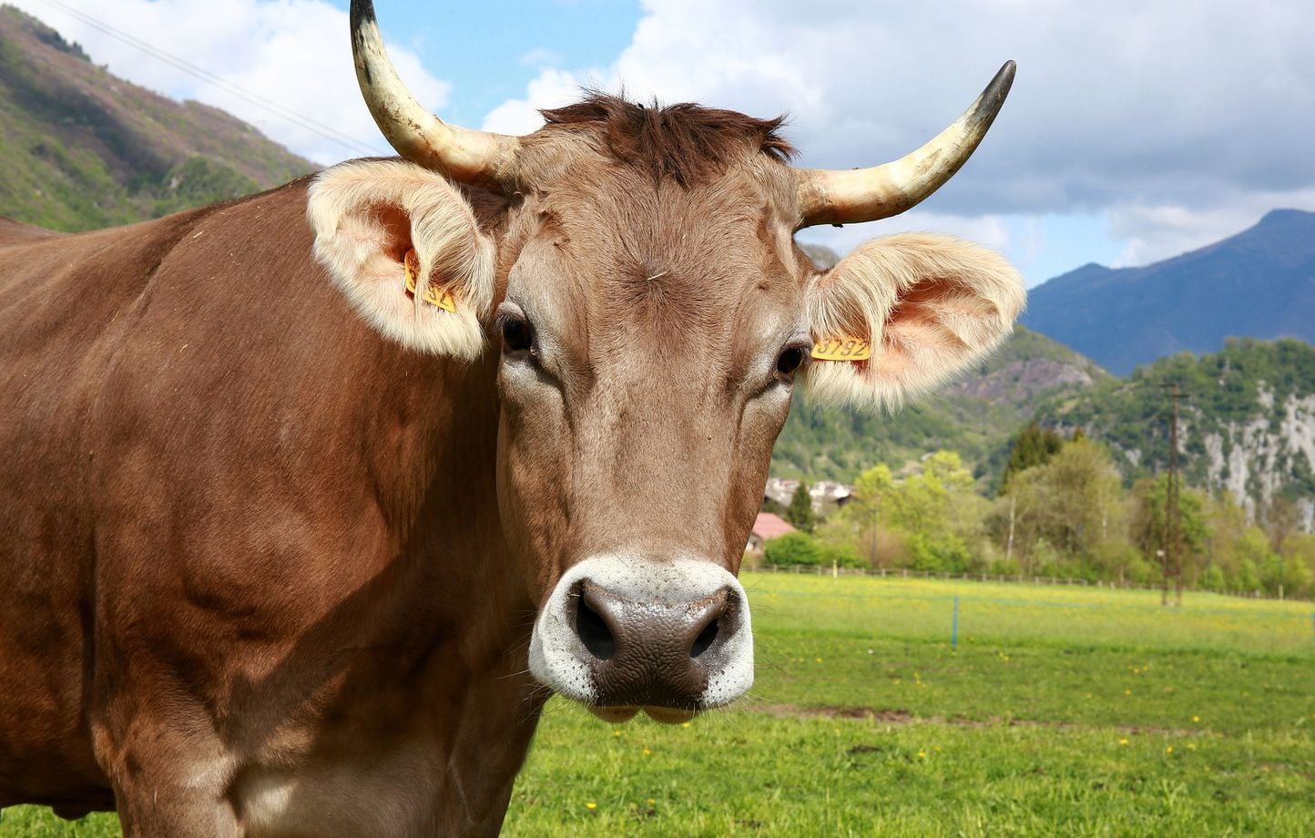 Un randonneur héliporté en urgence après attaque d'une vache dans les Pyrénées catalanes