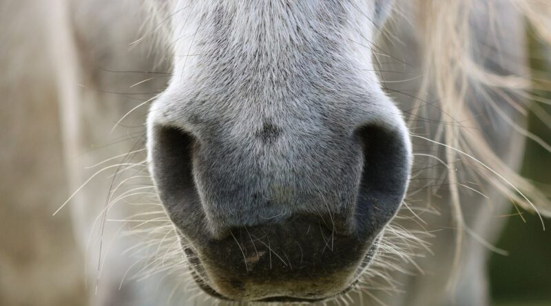 Une cavalière américaine meurt écrasée par son cheval.