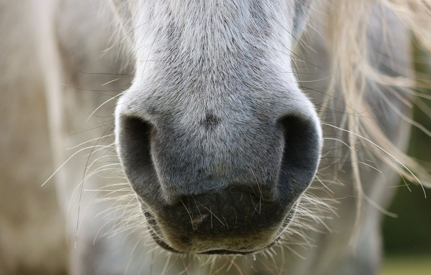 Une cavalière américaine meurt écrasée par son cheval.