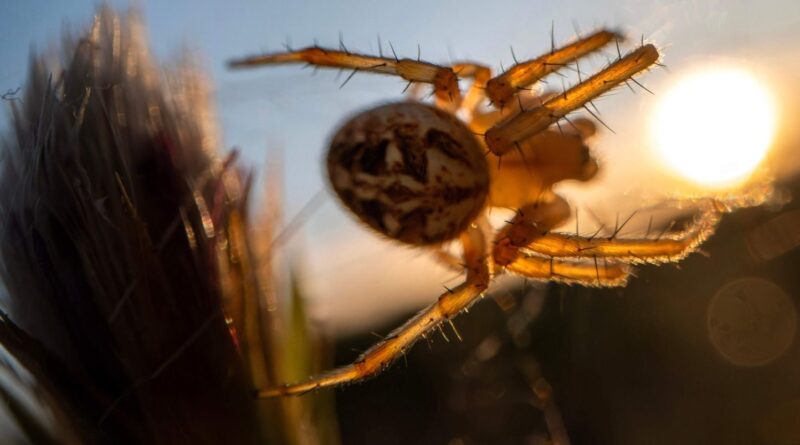 Une nouvelle espèce d'araignée « catapulte » découverte en Australie.