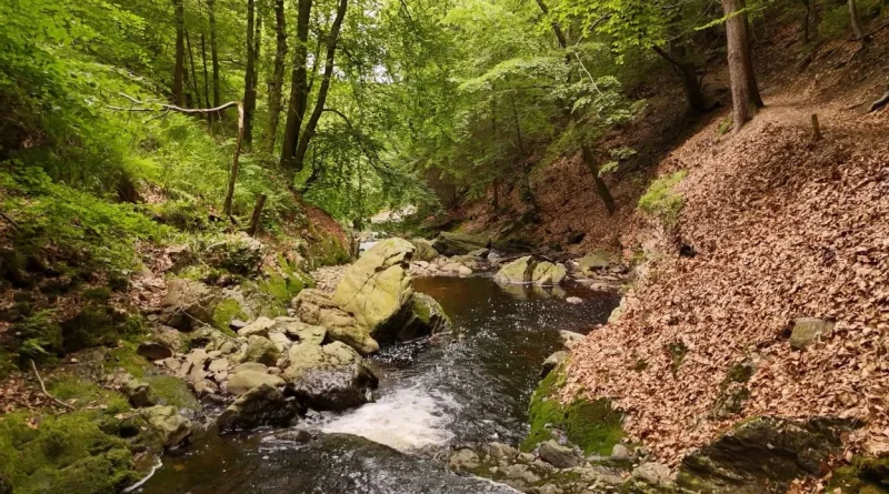 Vague de chaleur : faut-il s’inquiéter pour nos cours d'eau ?