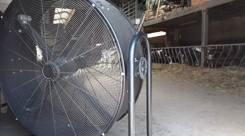 Vague de chaleur : les éleveurs s'adaptent pour protéger les vaches.