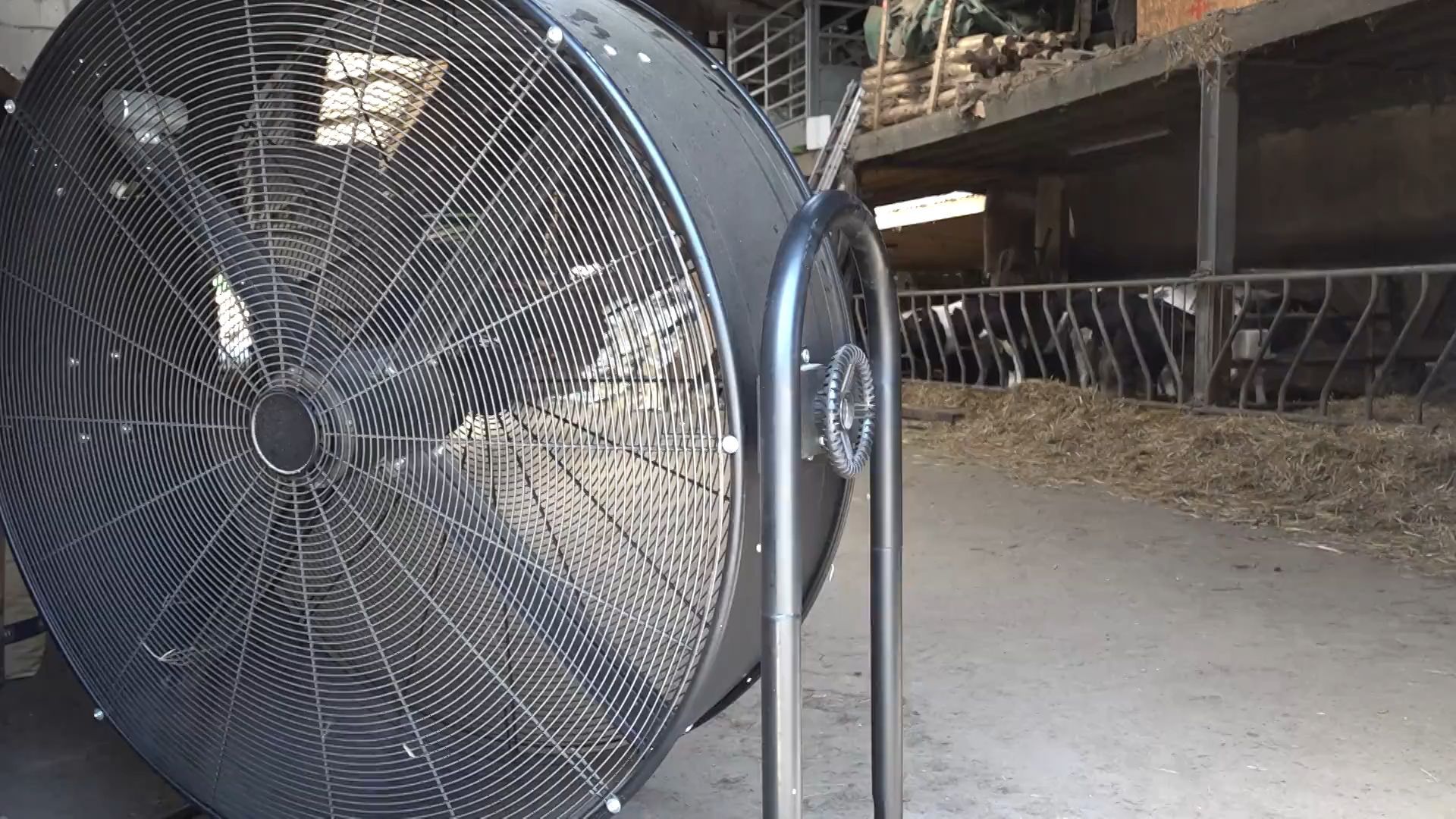 Vague de chaleur : les éleveurs s'adaptent pour protéger les vaches.