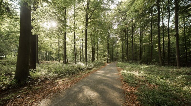 Vents violents à Bruxelles : parcs régionaux et forêt de Soignes fermés dès 19h