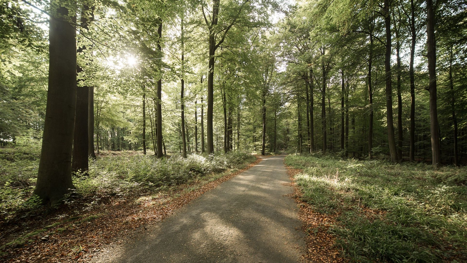 Vents violents à Bruxelles : parcs régionaux et forêt de Soignes fermés dès 19h