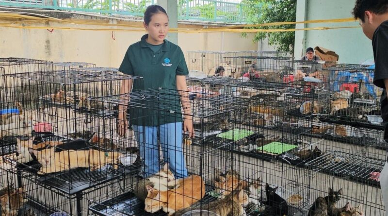 Vietnam : Quarante chats volés pour viande restitués aux propriétaires