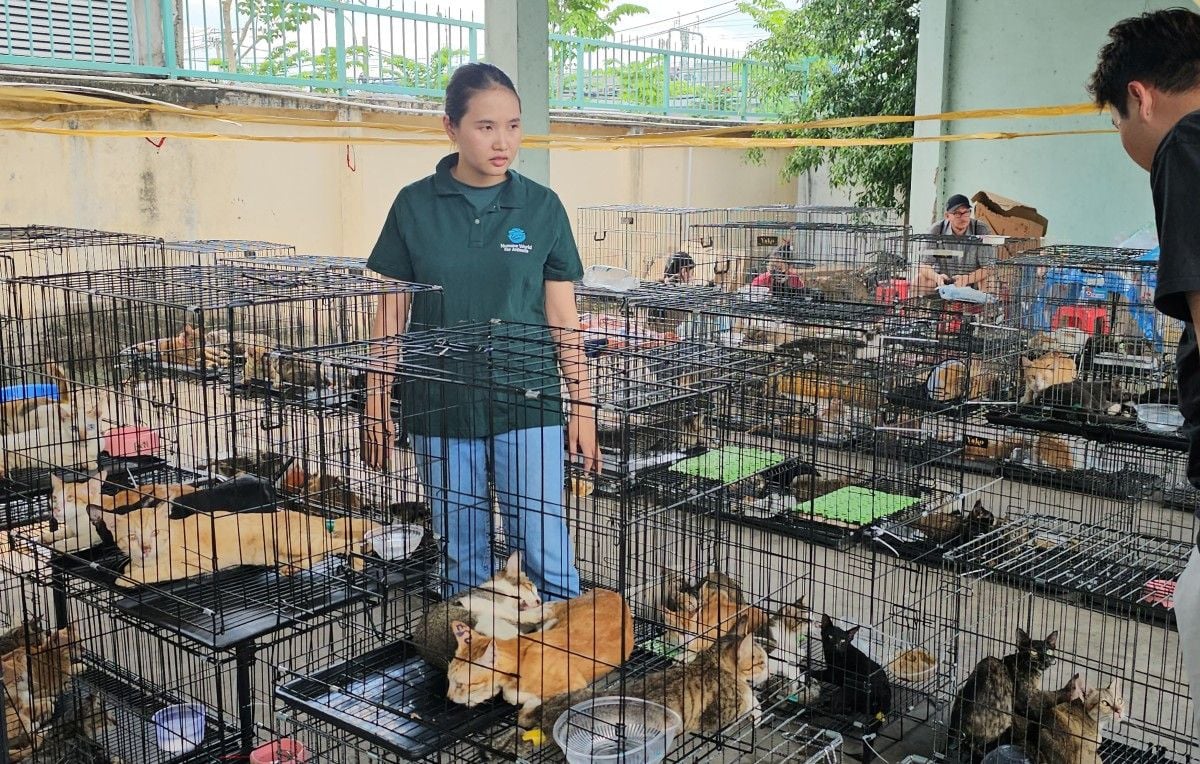 Vietnam : Quarante chats volés pour viande restitués aux propriétaires