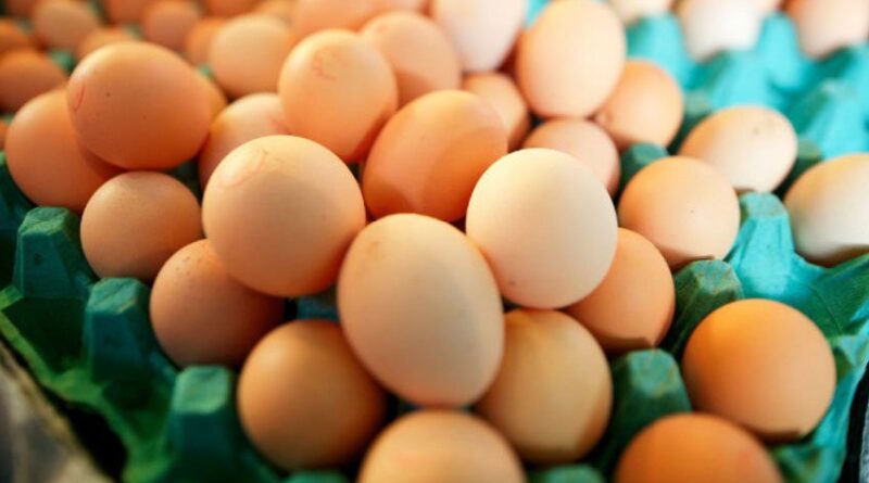 15 millions d'œufs pour sauver la filière de l'effondrement des prix