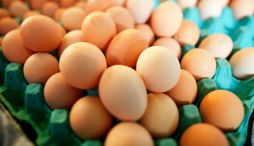 15 millions d'œufs pour sauver la filière de l'effondrement des prix