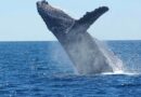 Australie : Un drone filme la naissance d’une baleine à bosse, « Un moment magique » Australie : Un drone filme la naissance d’une baleine à bosse, « Un moment magique »