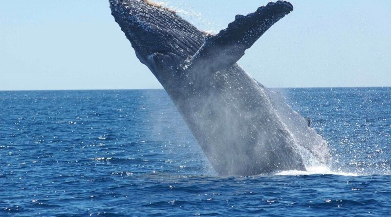 Australie : Un drone filme la naissance d’une baleine à bosse, « Un moment magique »