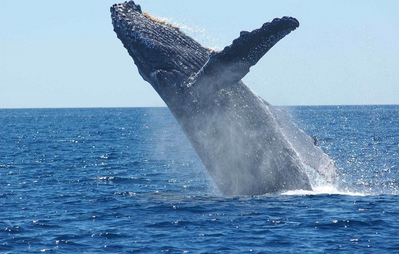 Australie : Un drone filme la naissance d’une baleine à bosse, « Un moment magique »