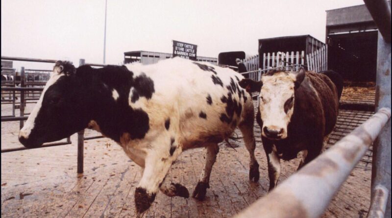 "Avant, on vérifiait le vêlage des vaches, maintenant, on surveille Trump, dit Ludovic Feys, agriculteur à Libramont."