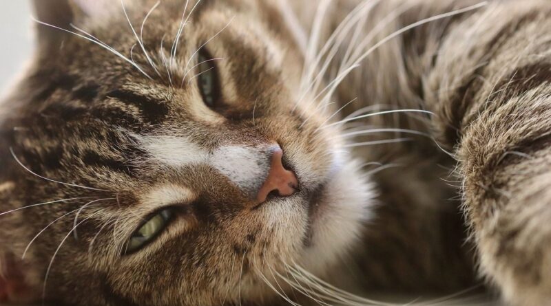 Belgique : 80 animaux de compagnie découverts dans une maison insalubre