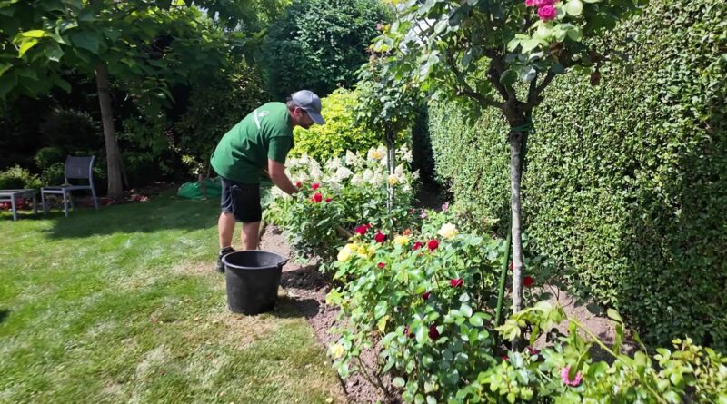Canicule : conseils essentiels pour plantes, fleurs et pelouses