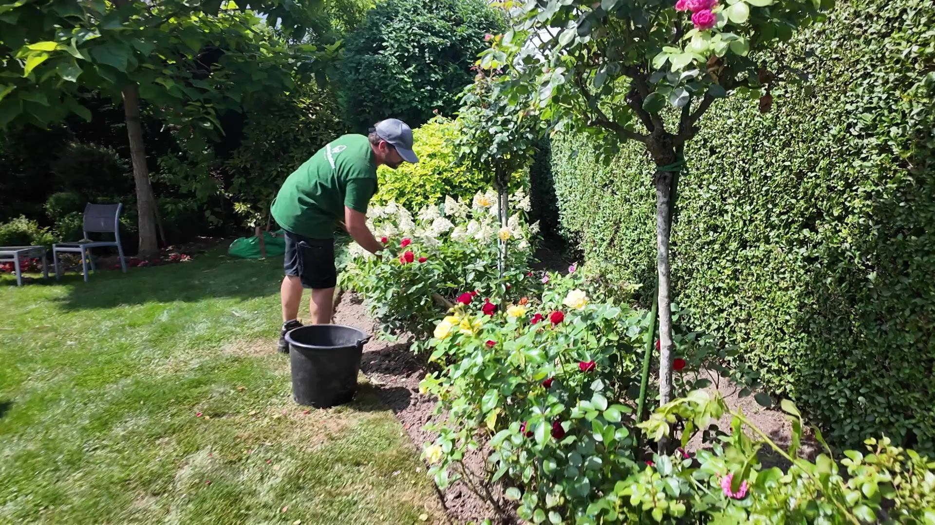 Canicule : conseils essentiels pour plantes, fleurs et pelouses