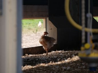 Canicule : Risque de pénurie de poulets après l'hécatombe dans les élevages ?