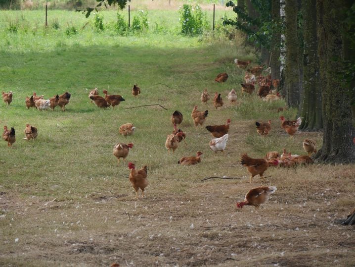 Dans cet élevage de volailles en plein air de la coopérative des poulets de Janzé, les animaux peuvent profiter de l'ombre des arbres.