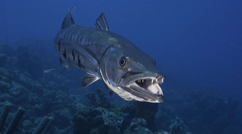 Caraïbes : Adolescente aux urgences après morsure de barracuda à la plage