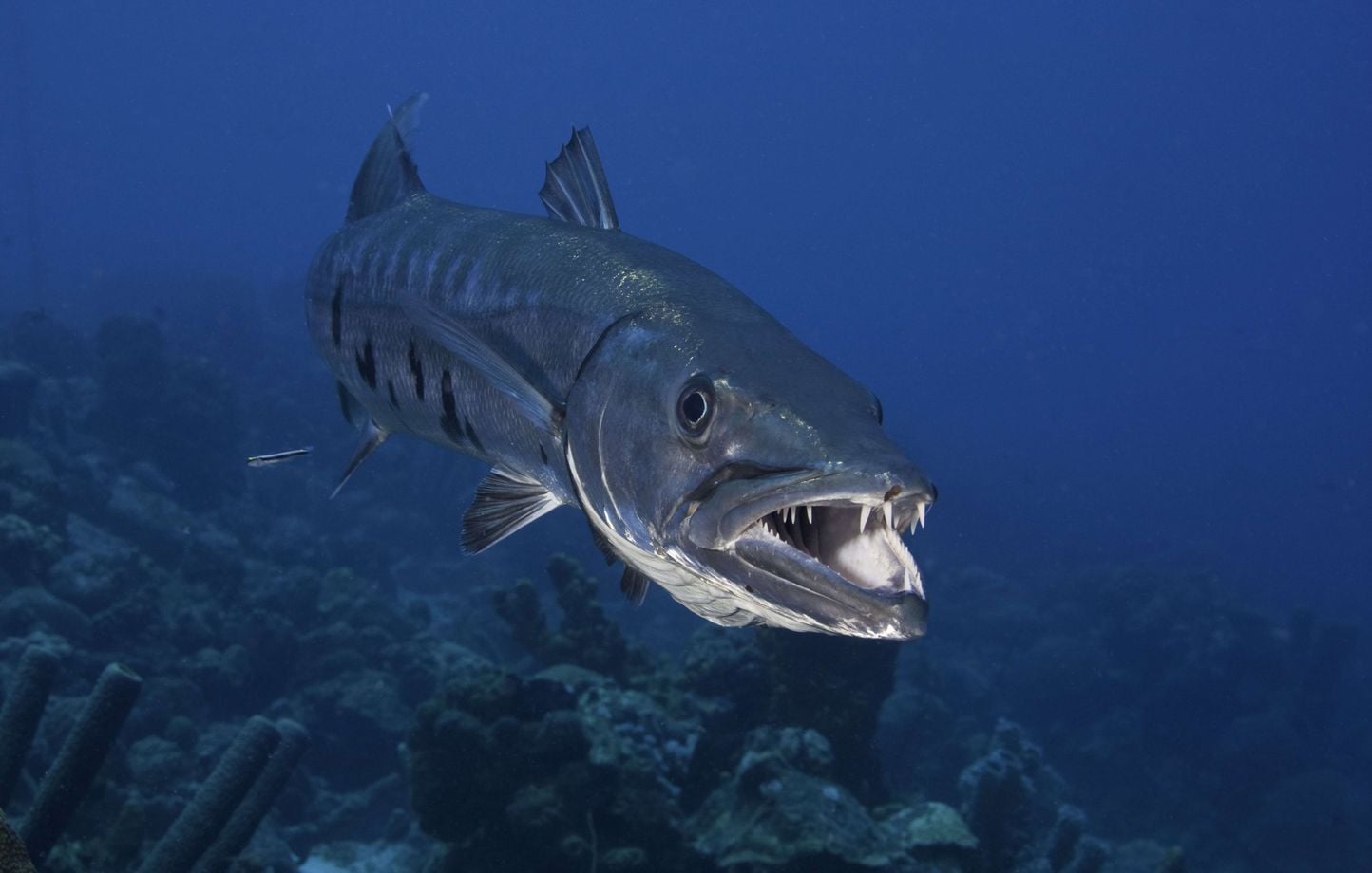 Caraïbes : Adolescente aux urgences après morsure de barracuda à la plage