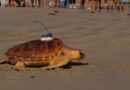 Charente-Maritime : 33 tortues caouannes retournent à l'océan après soins.