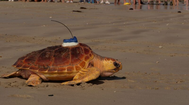 Charente-Maritime : 33 tortues caouannes retournent à l'océan après soins.