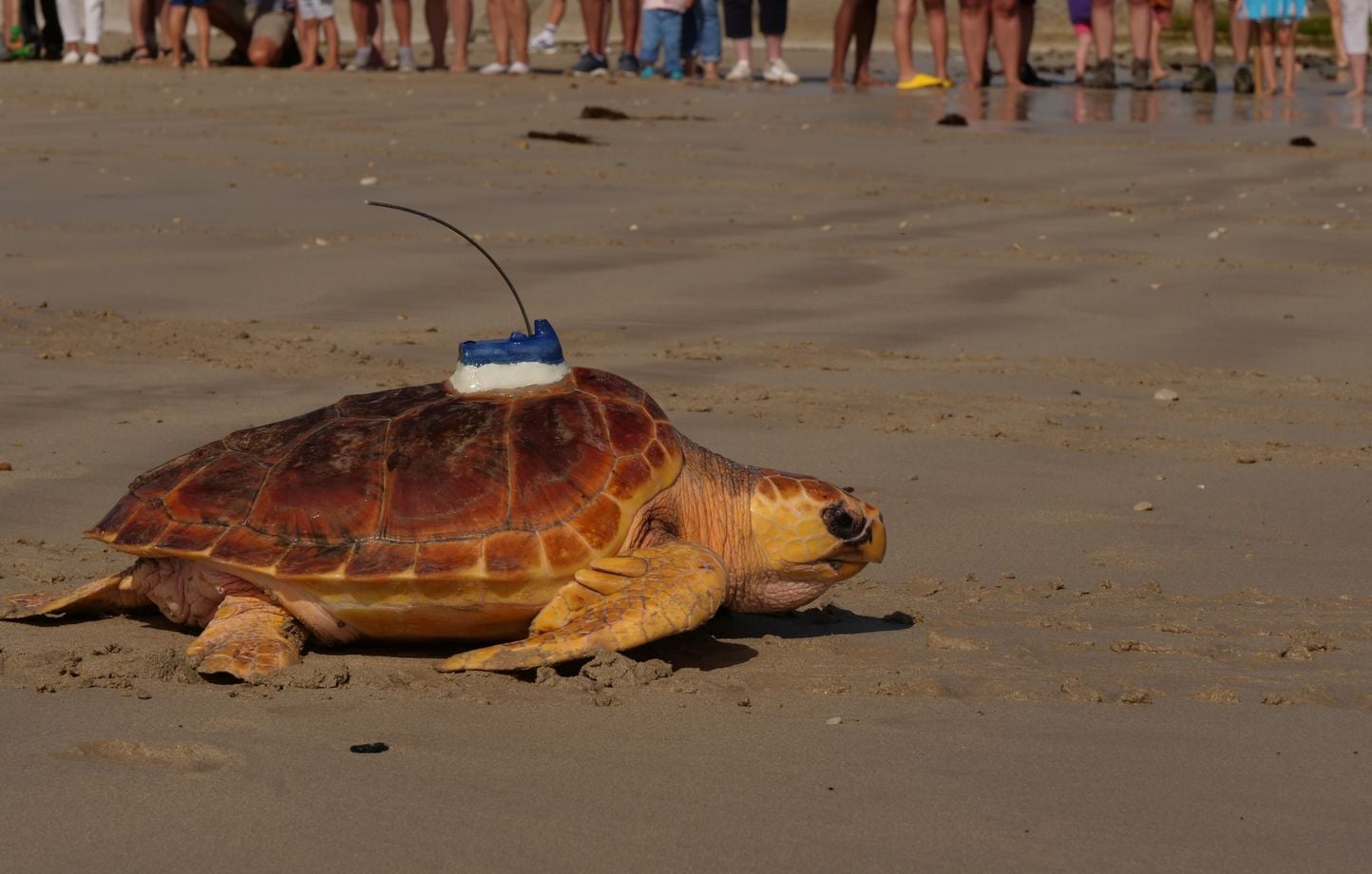 Charente-Maritime : 33 tortues caouannes retournent à l'océan après soins.