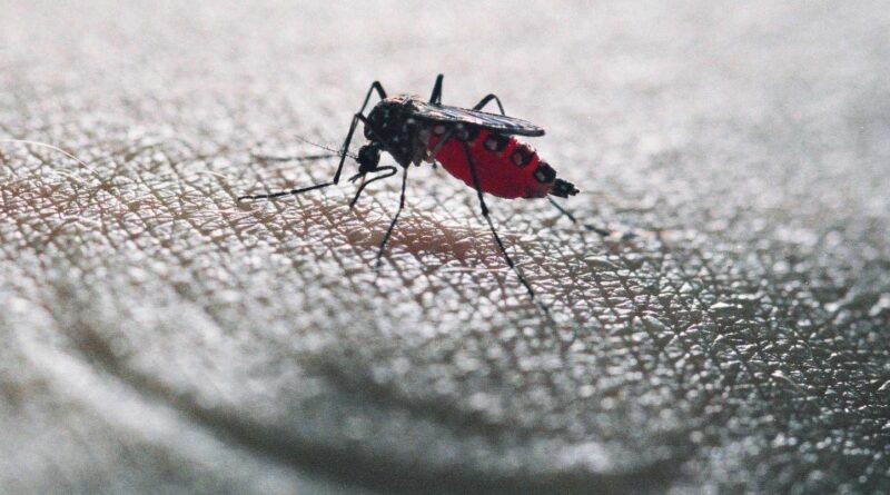 Chikungunya : Premier cas de contamination autochtone dans le Tarn identifié