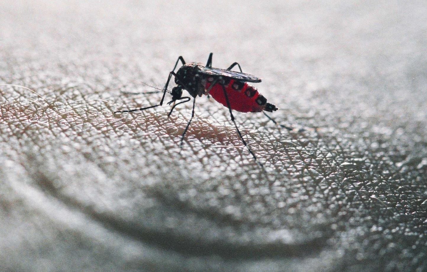 Chikungunya : Premier cas de contamination autochtone dans le Tarn identifié
